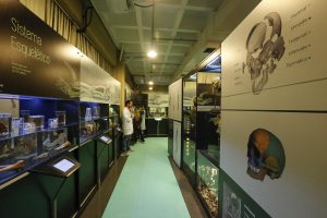 Instituto de Ciências Biomédicas reabre Museu de Anatomia Humana