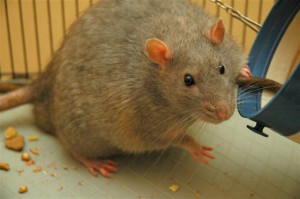 Descoberto na USP: Dieta de ratos machos afeta risco de câncer de mama na prole feminina