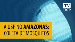 Expedição no Amazonas coleta quase mil mosquitos para pesquisas