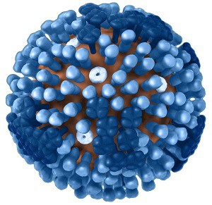 Understanding Influenza (Flu) Infection: An Influenza Virus Binds to a Respiratory Tract Cell