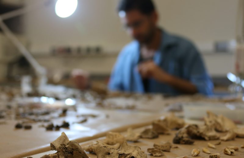 Pesquisador Anderson Tognoli do MAE fazendo análise de material arqueotaunístico de restos animais em sítios arqueológicos. Foto: Cecília Bastos/USP Imagem