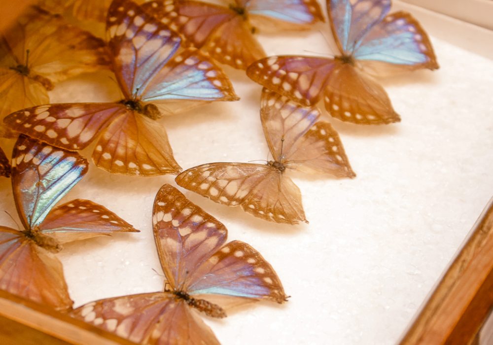 Coleção de lepidópteros (borboletas e mariposas) do MZ - Foto: Cecília Bastos / USP Imagens