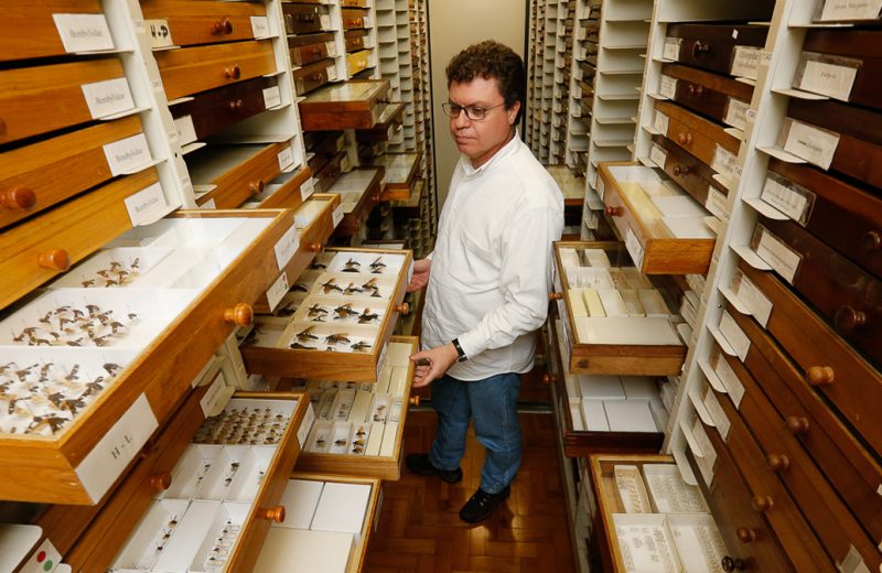 O professor Carlos José Einicker Lamas na coleção de Diptera (moscas) do Museu de Zoologia - Foto: Cecília Bastos / USP Imagens