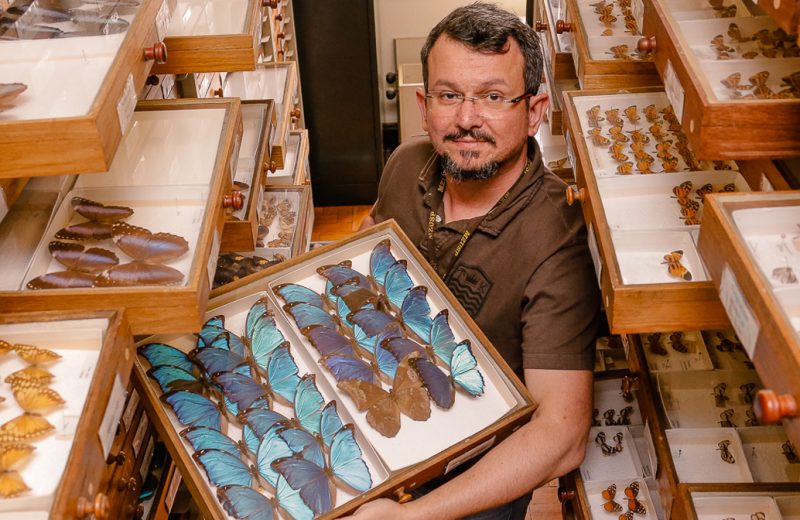 O vice-diretor do Museu de Zoologia, Marcelo Duarte da Silva, em meio à coleção de lepidópteros (borboletas e mariposas) - Foto: Cecília Bastos / USP Imagens