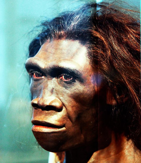 Ilustração reconstrói feições do Homo erectus, os primeiros seres humanos que temos notícia a viverem fora do continente africano -  Imagem: John Gurche/Smithsonian Museum of Natural History