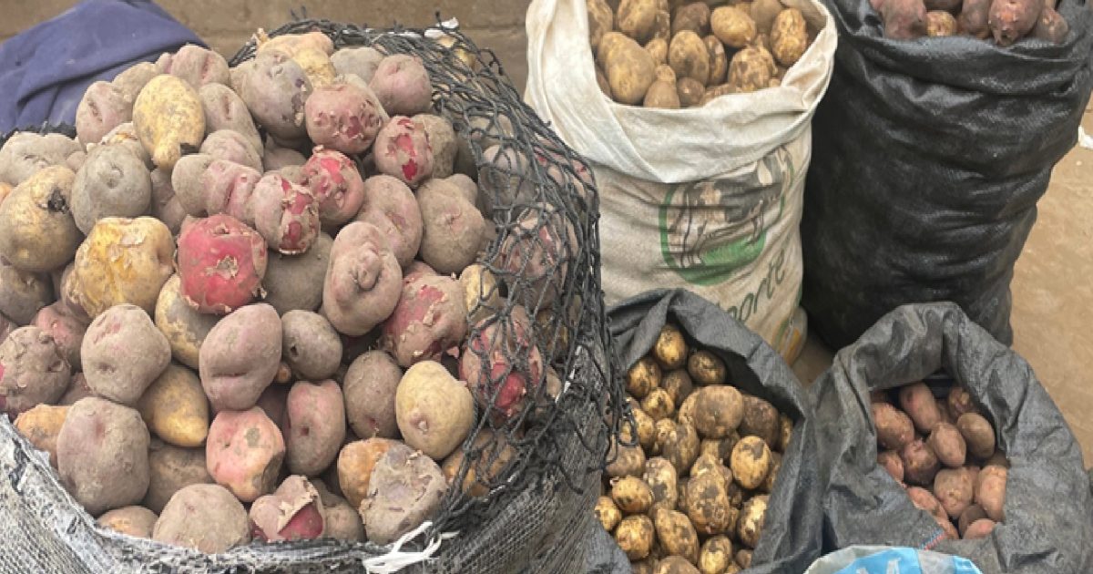 Batatas Yana winku, nativas do Peru - Foto: arquivo pessoal Yvone Iquiapaza