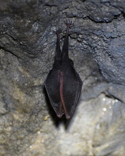 "Tem bastante morcego”, comentou o pesquisador da USP André Strauss – Foto: Stefan Vasile