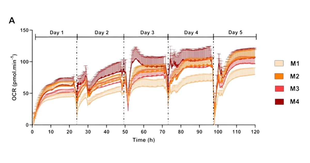 Consumo de oxigênio por 5 dias de ilhotas dispersas, mostrando uma resposta robusta por vários dias após o isolamento. Cada curva representa ilhotas de um animal diferente
