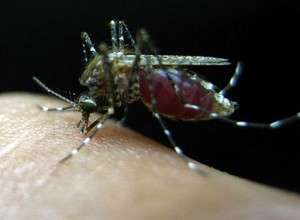 Coordenador da Rede Zika fala sobre relação entre o vírus e a microcefalia