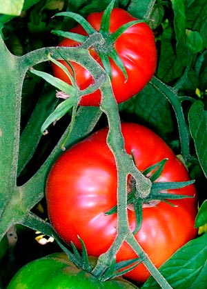 Plantação de tomates | Foto: Wikimedia Commons