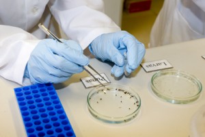 Equipe da USP desenvolve método para a detecção do vírus Zika