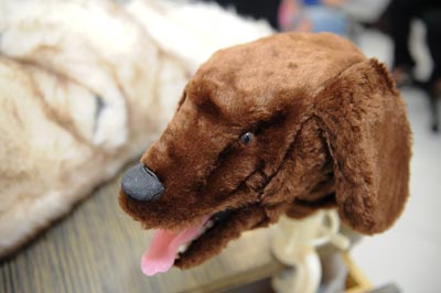 Cabeça de entubação canina | Foto: Marcos Santos/USP Imagens