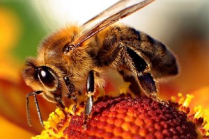 Preservação de polinizadores, como as abelhas, é importante para produção agrícola - Foto: Wikimedia Commons/Maciej A. Czyzewski
