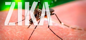 USP na pesquisa e combate ao zika vírus